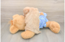 Maltipoo Puppy for Adoption