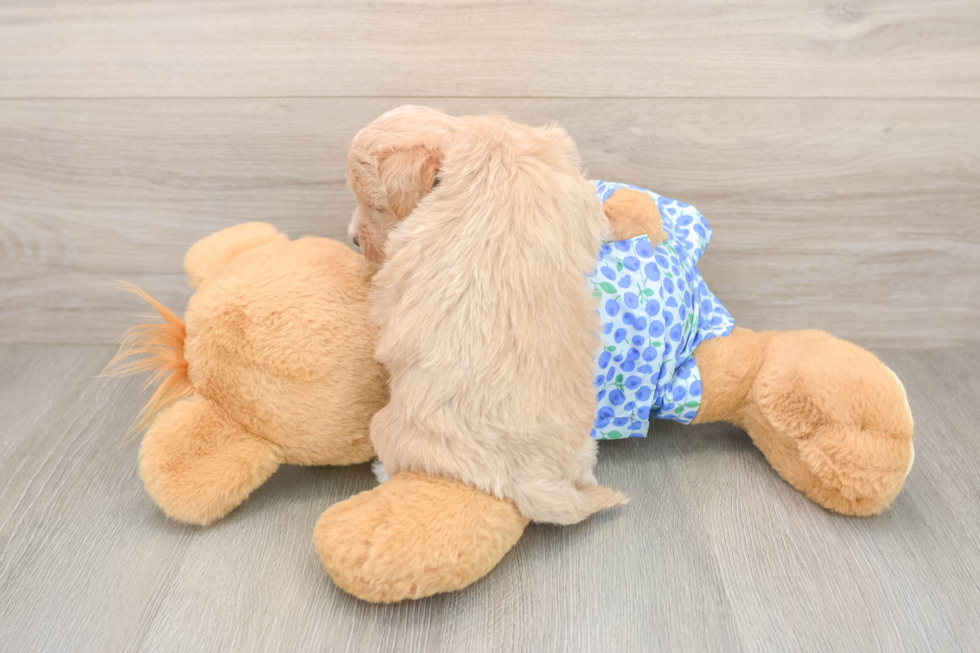 Maltipoo Puppy for Adoption