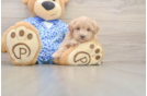 Happy Maltipoo Baby
