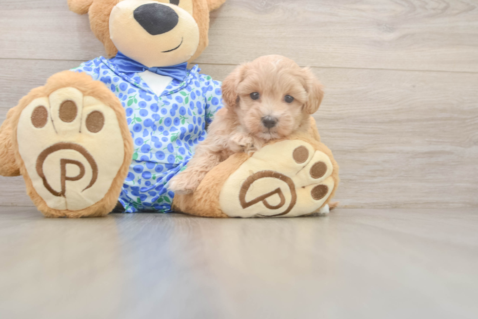 Happy Maltipoo Baby