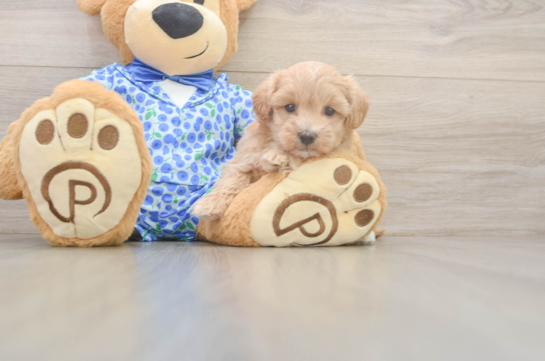 Happy Maltipoo Baby