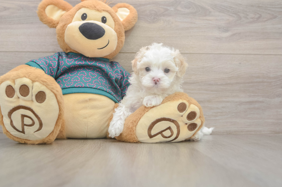 5 week old Maltipoo Puppy For Sale - Pilesgrove Pups