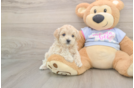 Popular Maltipoo Poodle Mix Pup