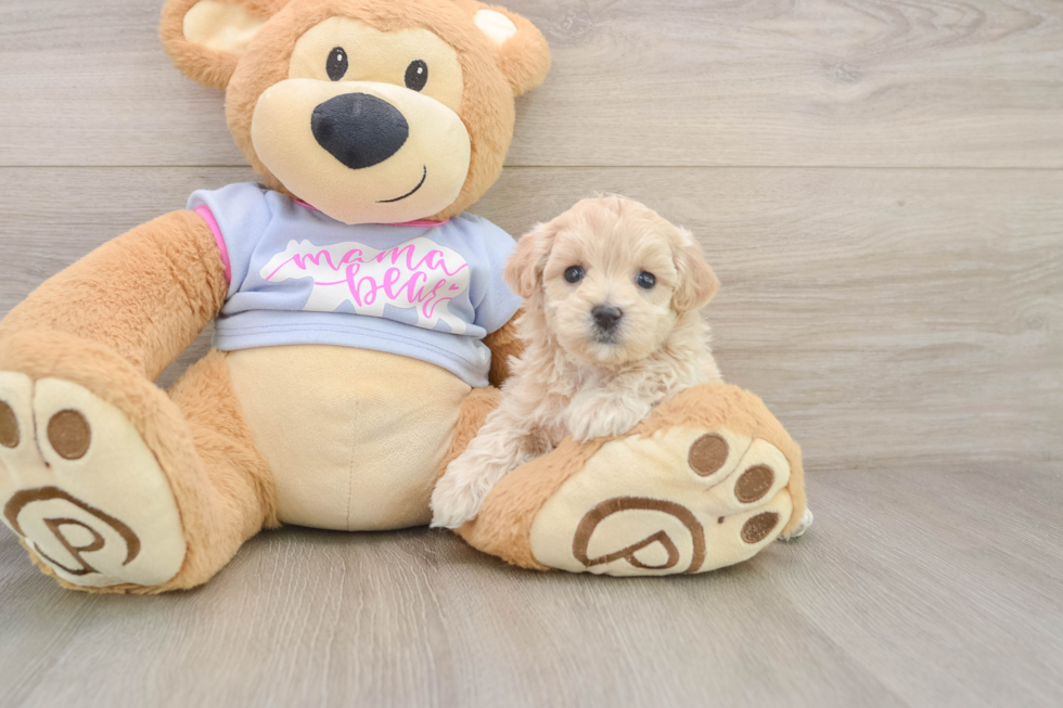 Funny Maltipoo Poodle Mix Pup