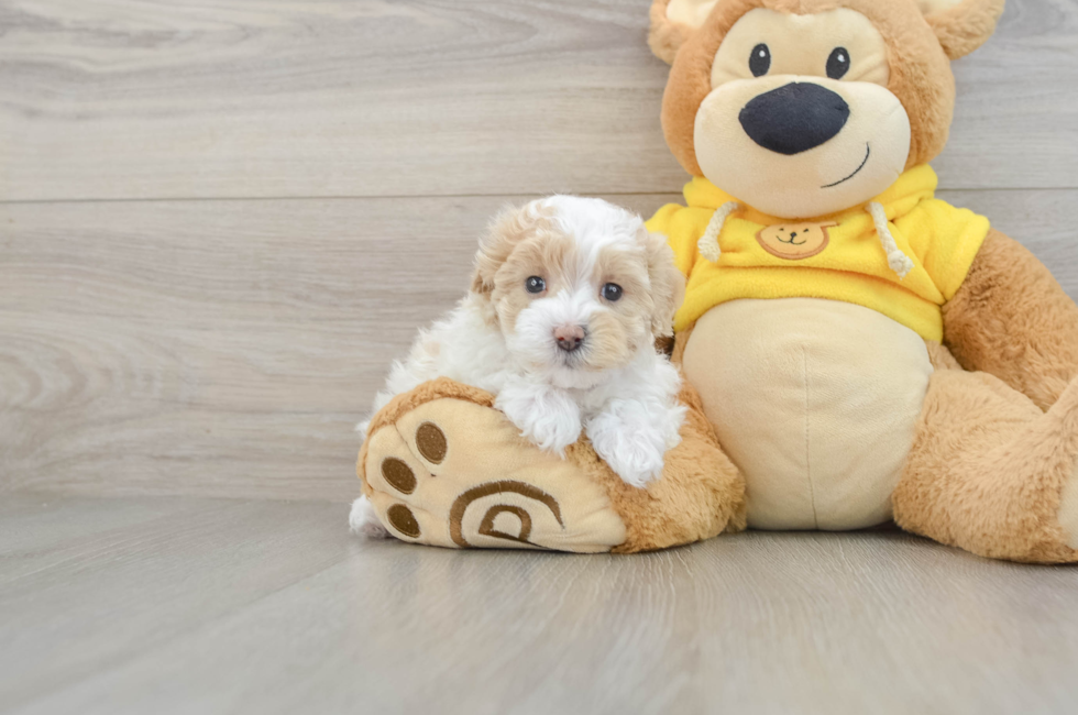5 week old Maltipoo Puppy For Sale - Pilesgrove Pups