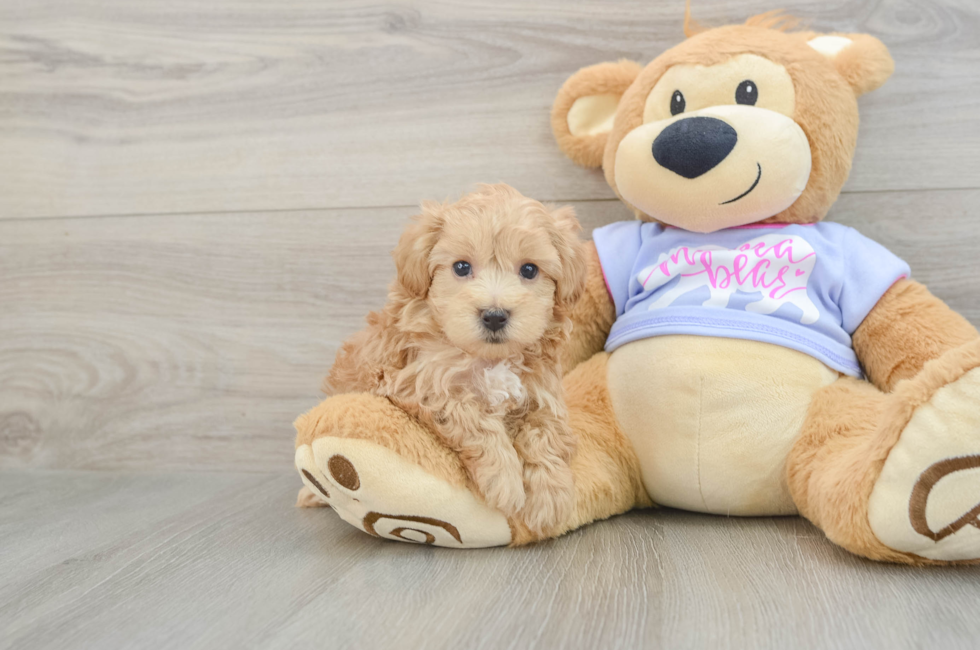5 week old Maltipoo Puppy For Sale - Pilesgrove Pups