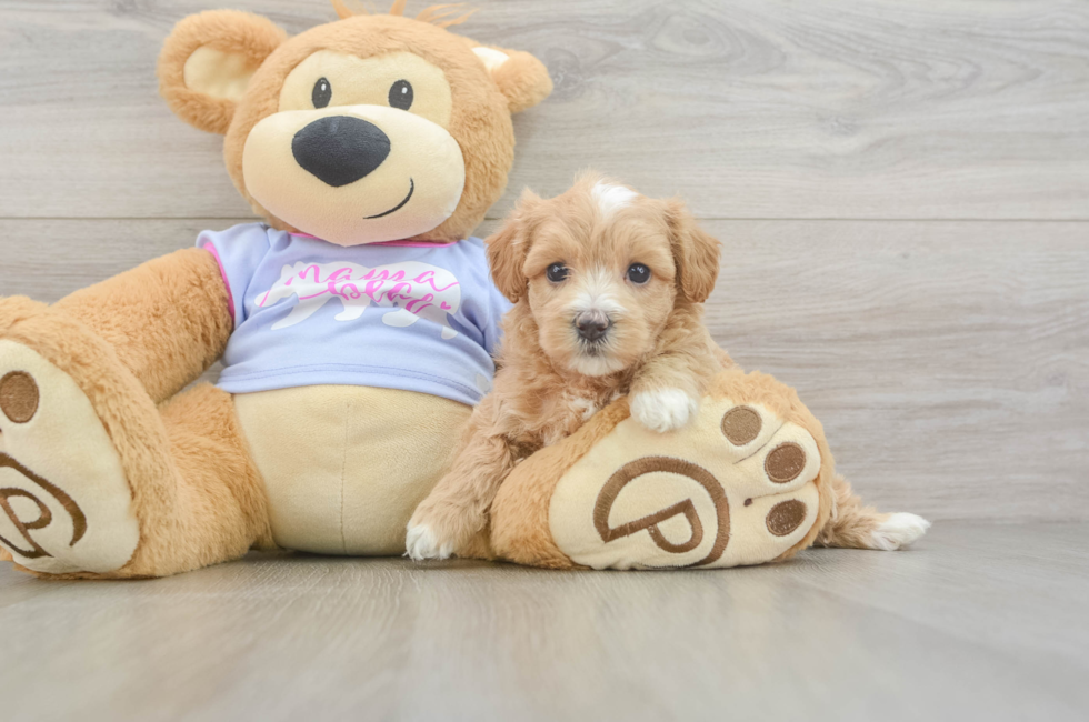 5 week old Maltipoo Puppy For Sale - Pilesgrove Pups