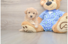 Happy Maltipoo Baby