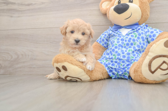 Happy Maltipoo Baby