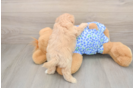 Best Maltipoo Baby