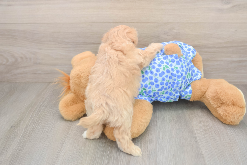Best Maltipoo Baby