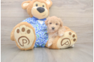 Playful Maltidoodle Poodle Mix Puppy