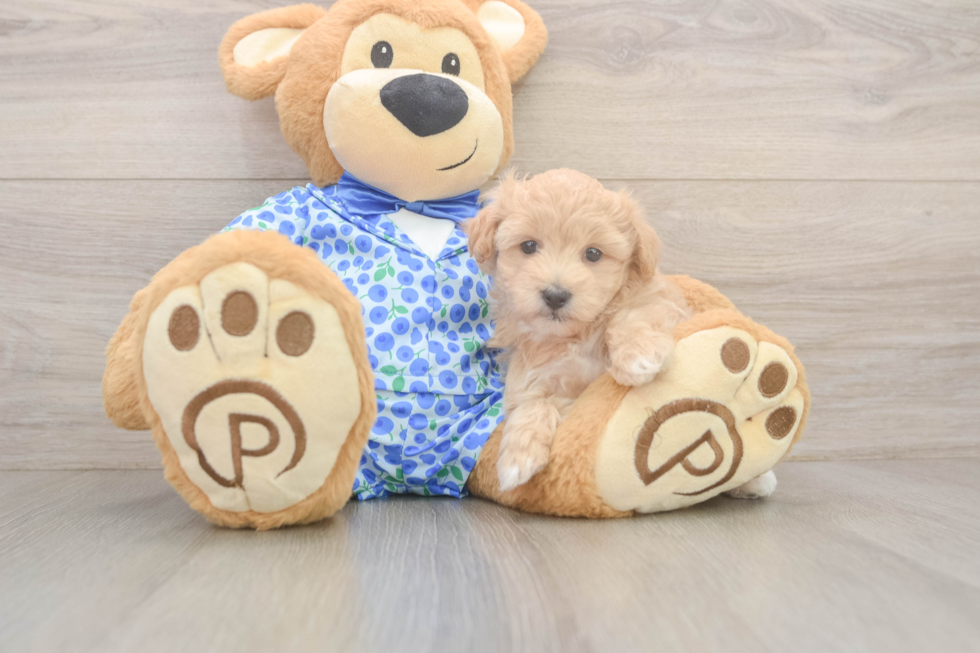 Playful Maltidoodle Poodle Mix Puppy