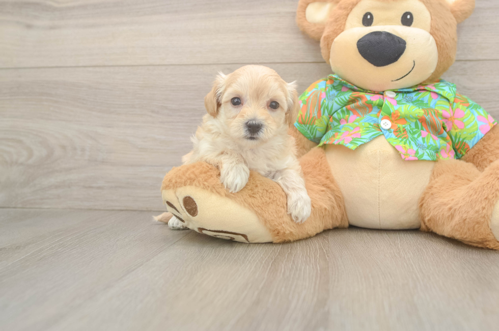 6 week old Maltipoo Puppy For Sale - Pilesgrove Pups