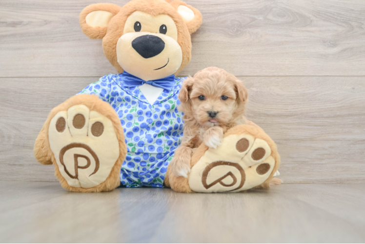 Little Malt Oodle Poodle Mix Puppy