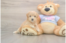 Cute Maltipoo Baby