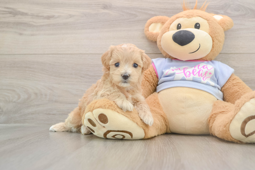 Cute Maltipoo Baby