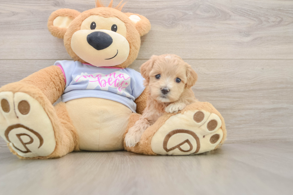 Sweet Maltipoo Baby