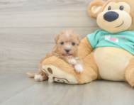 8 week old Maltipoo Puppy For Sale - Pilesgrove Pups