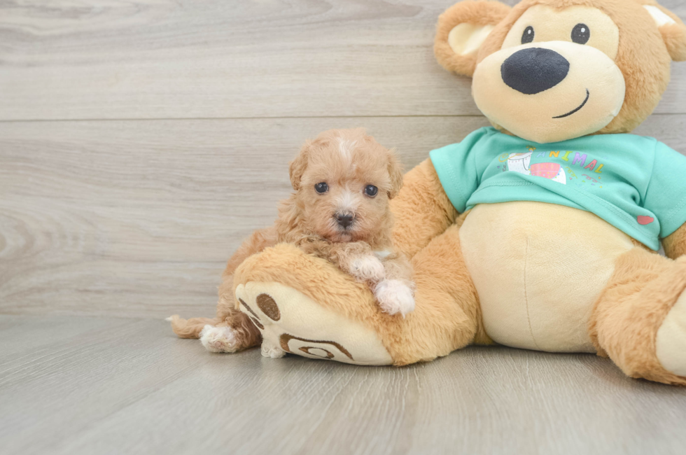 6 week old Maltipoo Puppy For Sale - Pilesgrove Pups