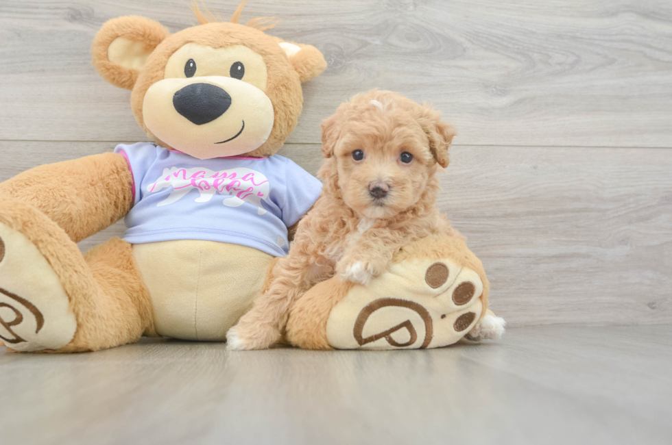 5 week old Maltipoo Puppy For Sale - Pilesgrove Pups