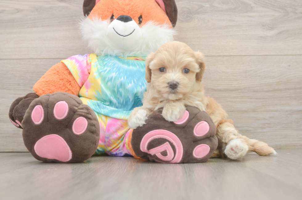5 week old Maltipoo Puppy For Sale - Pilesgrove Pups