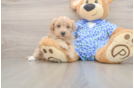 Best Maltipoo Baby