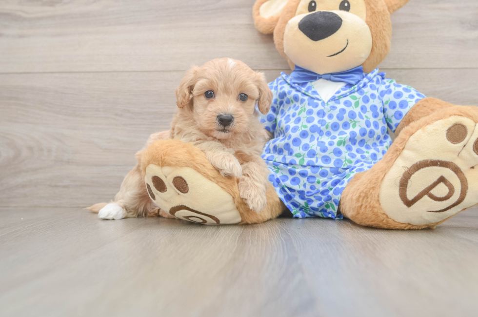 5 week old Maltipoo Puppy For Sale - Pilesgrove Pups