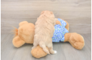 Best Maltipoo Baby
