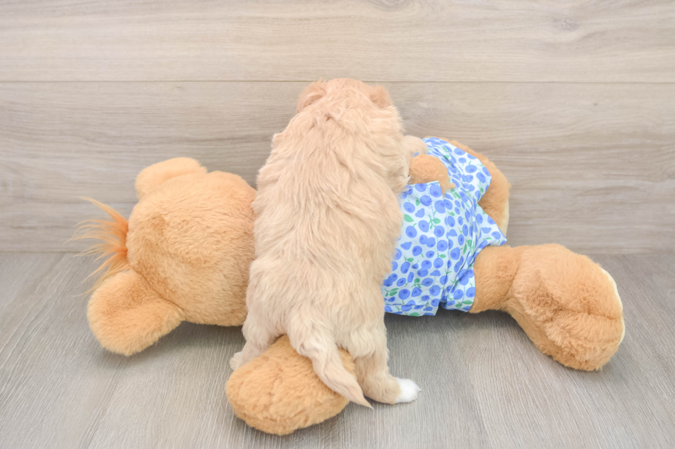 Best Maltipoo Baby