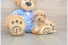 Playful Maltese Poodle Poodle Mix Puppy
