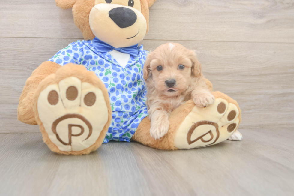 Playful Maltese Poodle Poodle Mix Puppy