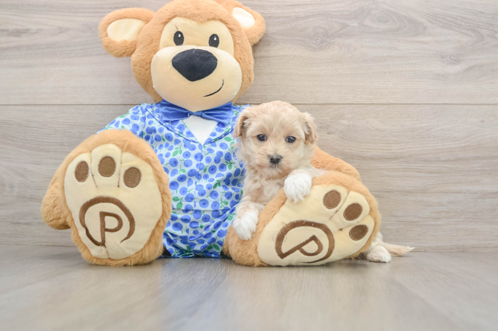 Funny Maltipoo Poodle Mix Pup