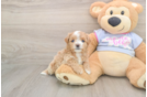 Best Maltipoo Baby