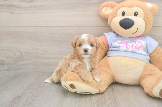 Best Maltipoo Baby
