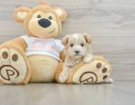 7 week old Maltipoo Puppy For Sale - Pilesgrove Pups