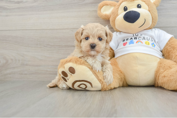 Maltipoo Puppy for Adoption