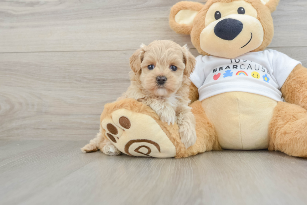 Maltipoo Puppy for Adoption