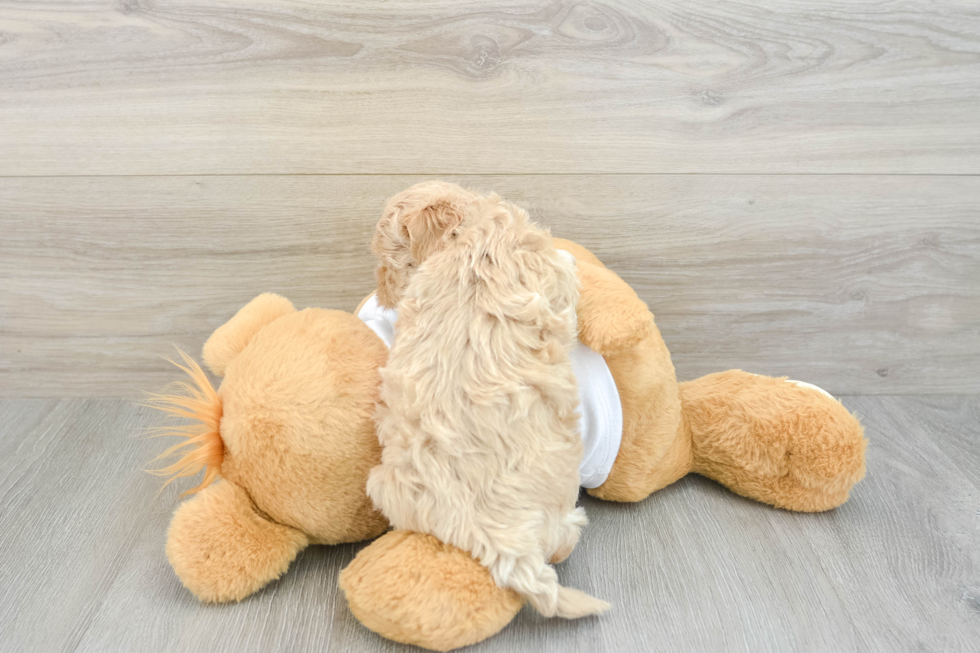 Maltipoo Pup Being Cute