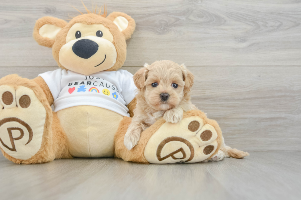 Best Maltipoo Baby