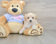 8 week old Maltipoo Puppy For Sale - Pilesgrove Pups