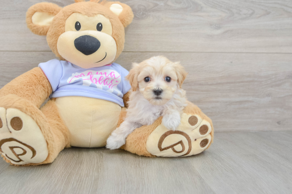5 week old Maltipoo Puppy For Sale - Pilesgrove Pups