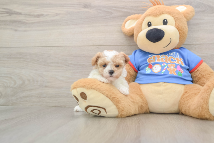 Energetic Moodle Poodle Mix Puppy