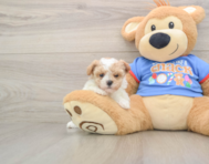 9 week old Maltipoo Puppy For Sale - Pilesgrove Pups