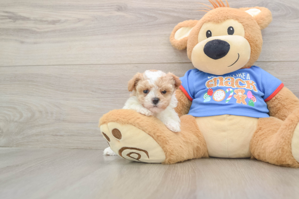 Energetic Moodle Poodle Mix Puppy