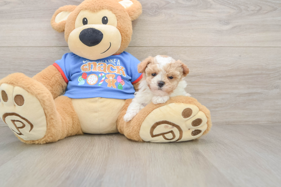 Maltipoo Pup Being Cute