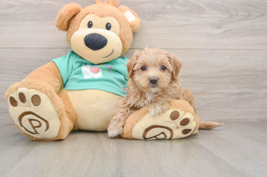 Smart Maltipoo Poodle Mix Pup