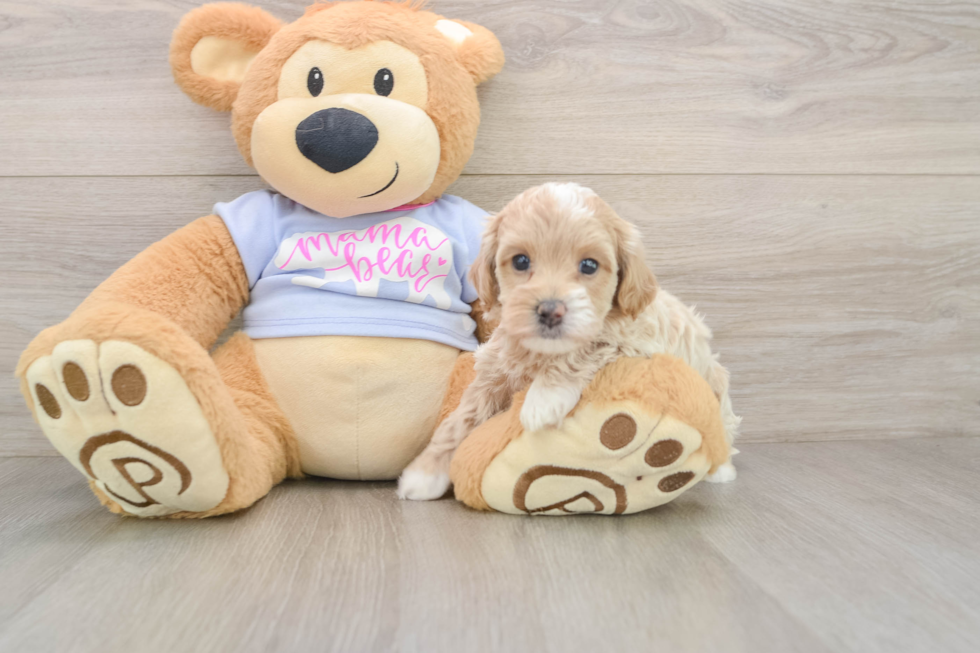 Maltipoo Puppy for Adoption