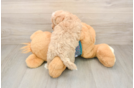 Maltipoo Puppy for Adoption