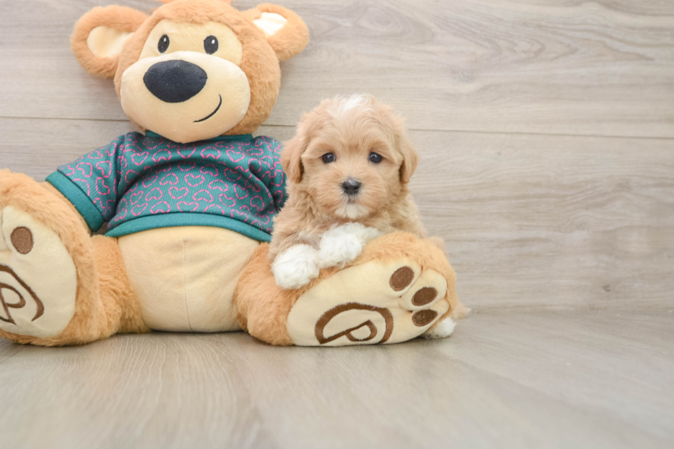 Friendly Maltipoo Baby
